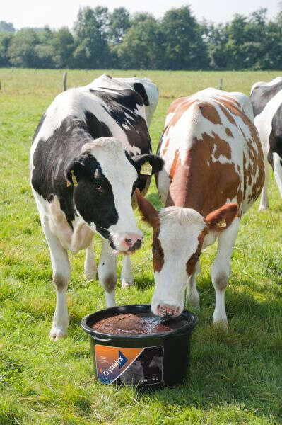 CRYSTALYX Garlyx (Schwarz)